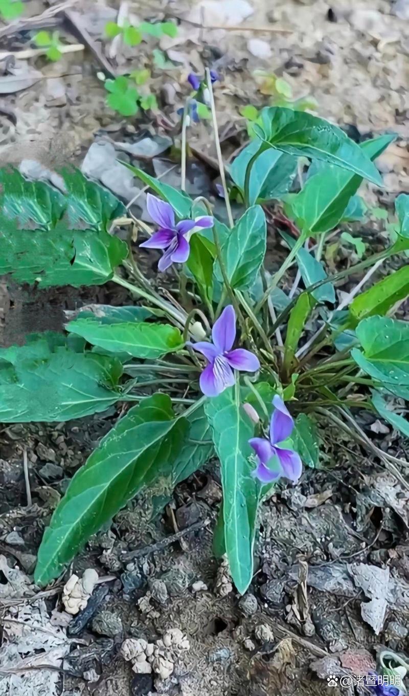 白花地丁繁殖方法，白花地丁繁殖方法有哪些？