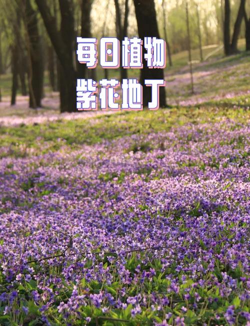 白花地丁繁殖方法，白花地丁繁殖方法有哪些？-第2张图片-优品飞百科