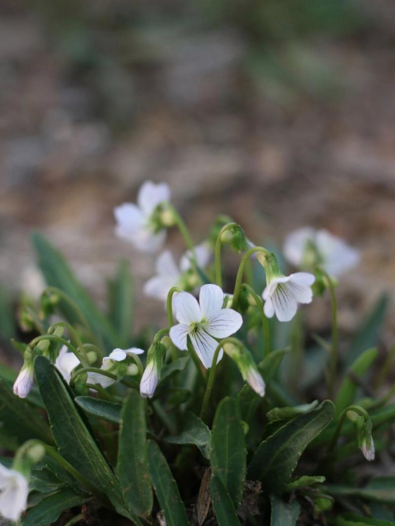 白花地丁繁殖方法，白花地丁繁殖方法有哪些？-第3张图片-优品飞百科