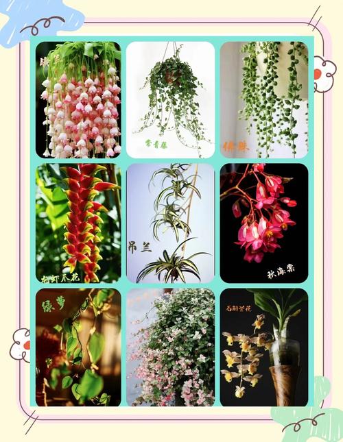 吊兰春天这么养？吊兰春季怎么浇水？-第4张图片-优品飞百科