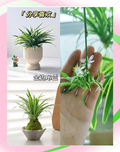 吊兰春天这么养？吊兰春季怎么浇水？-第5张图片-优品飞百科