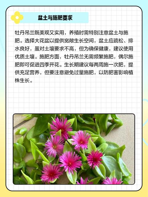 吊兰春天这么养？吊兰春季怎么浇水？-第6张图片-优品飞百科