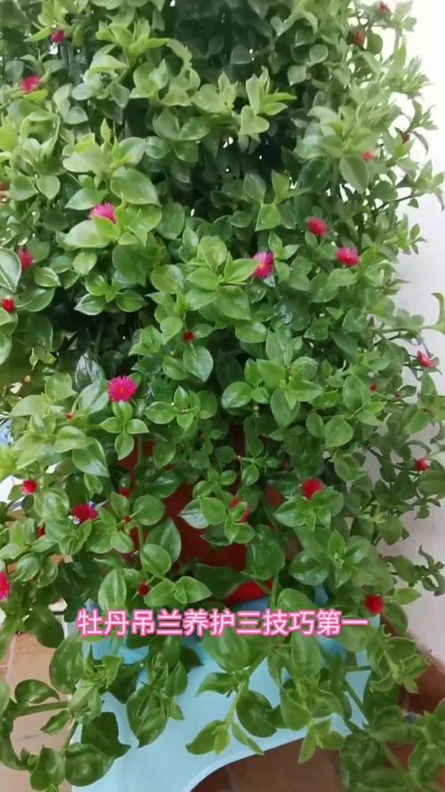 吊兰春天这么养？吊兰春季怎么浇水？-第7张图片-优品飞百科