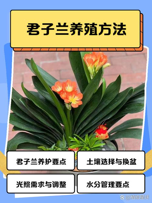 君子兰开花前怎么养护？君子兰开花前注意事项？