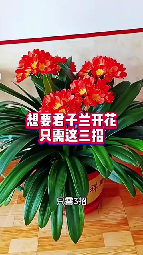 君子兰开花前怎么养护？君子兰开花前注意事项？-第2张图片-优品飞百科