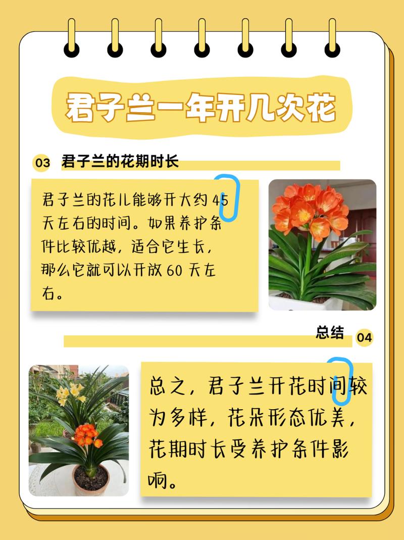 君子兰开花前怎么养护？君子兰开花前注意事项？-第3张图片-优品飞百科