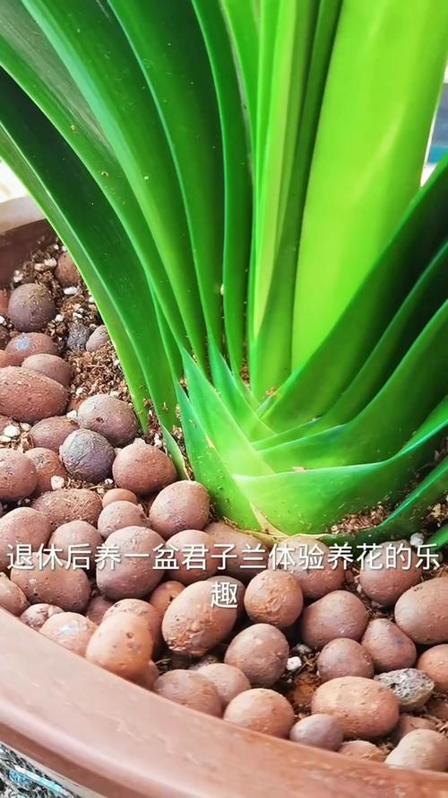 君子兰开花前怎么养护？君子兰开花前注意事项？-第4张图片-优品飞百科