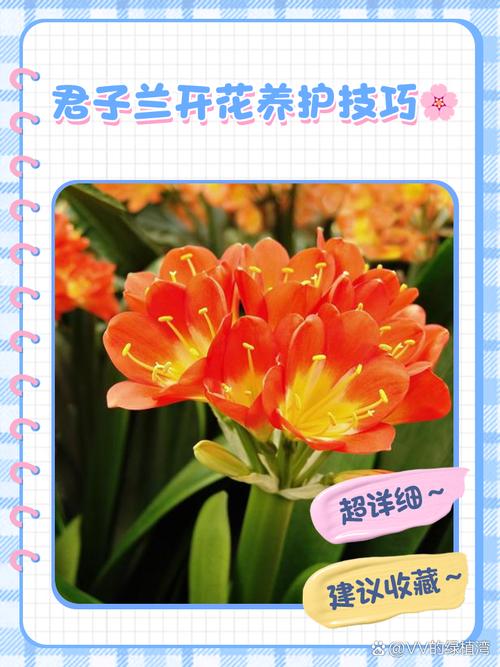君子兰开花前怎么养护？君子兰开花前注意事项？-第5张图片-优品飞百科