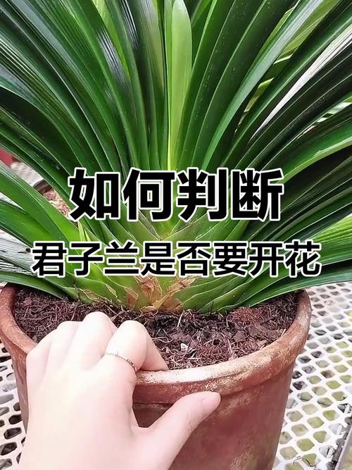 君子兰开花前怎么养护？君子兰开花前注意事项？-第7张图片-优品飞百科