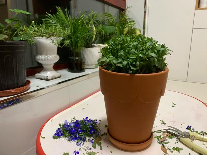 六倍利怎么扦插，六倍利扦插方法？