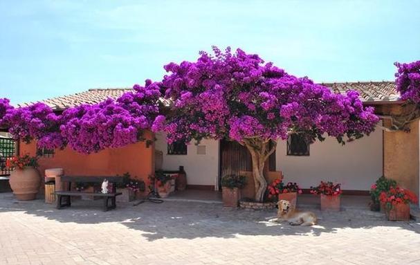 六倍利怎么扦插，六倍利扦插方法？-第2张图片-优品飞百科