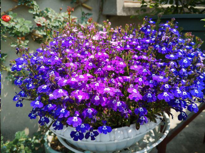 六倍利怎么扦插，六倍利扦插方法？-第3张图片-优品飞百科