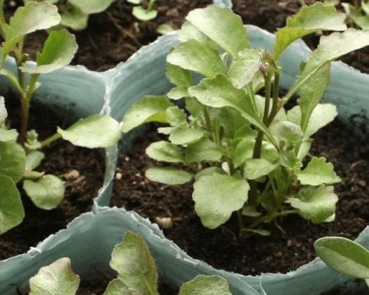 六倍利怎么扦插，六倍利扦插方法？-第4张图片-优品飞百科