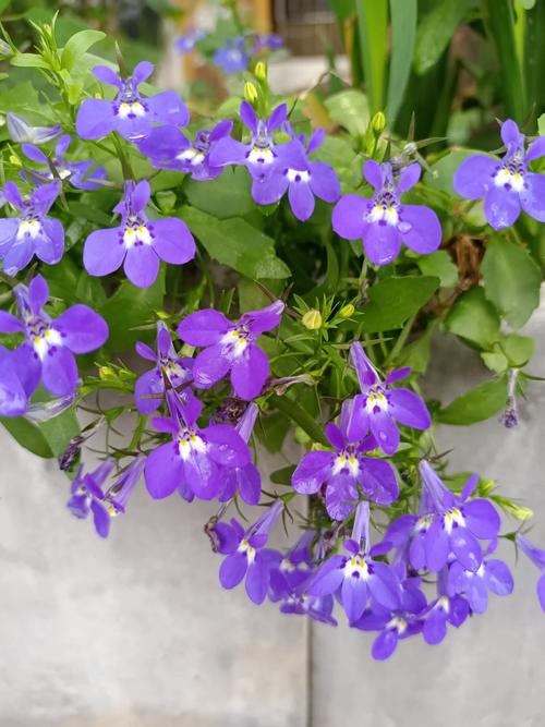 六倍利怎么扦插，六倍利扦插方法？-第6张图片-优品飞百科