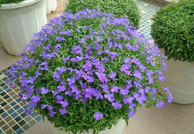 六倍利怎么扦插，六倍利扦插方法？-第5张图片-优品飞百科