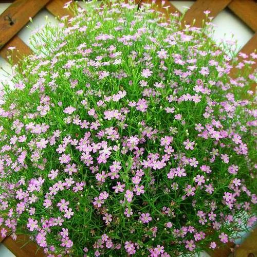 六倍利怎么扦插，六倍利扦插方法？-第7张图片-优品飞百科