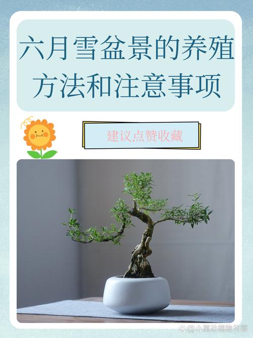 六月雪的养殖方法？六月雪的养殖方法的叶片枯萎？-第1张图片-优品飞百科