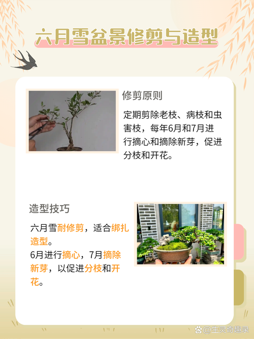 六月雪的养殖方法？六月雪的养殖方法的叶片枯萎？-第2张图片-优品飞百科