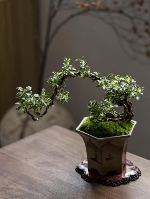 六月雪的养殖方法？六月雪的养殖方法的叶片枯萎？-第3张图片-优品飞百科