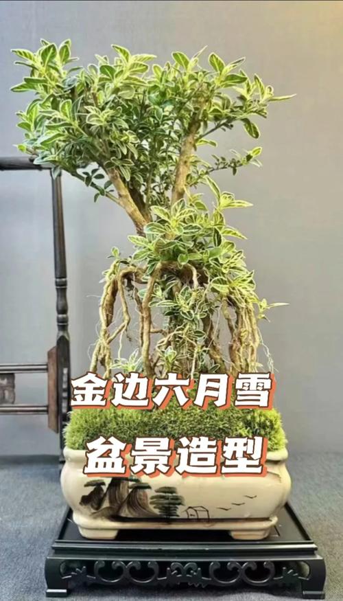 六月雪的养殖方法？六月雪的养殖方法的叶片枯萎？-第4张图片-优品飞百科