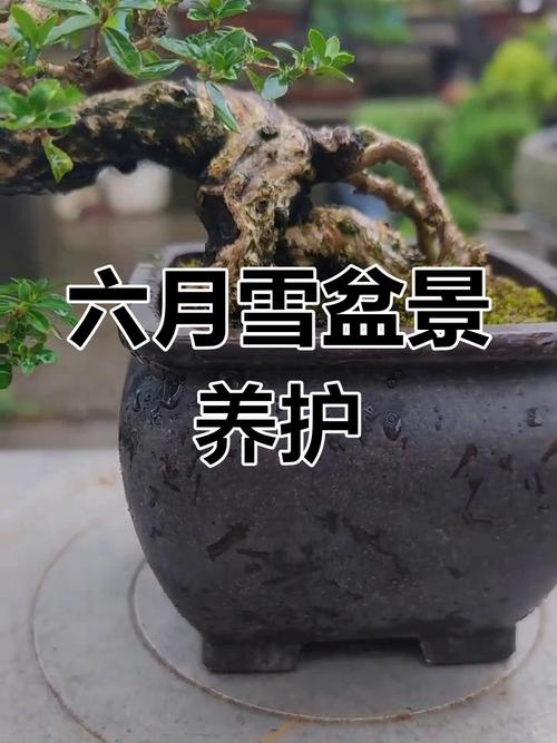 六月雪的养殖方法？六月雪的养殖方法的叶片枯萎？-第5张图片-优品飞百科