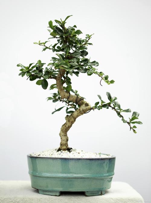 六月雪的养殖方法？六月雪的养殖方法的叶片枯萎？-第6张图片-优品飞百科