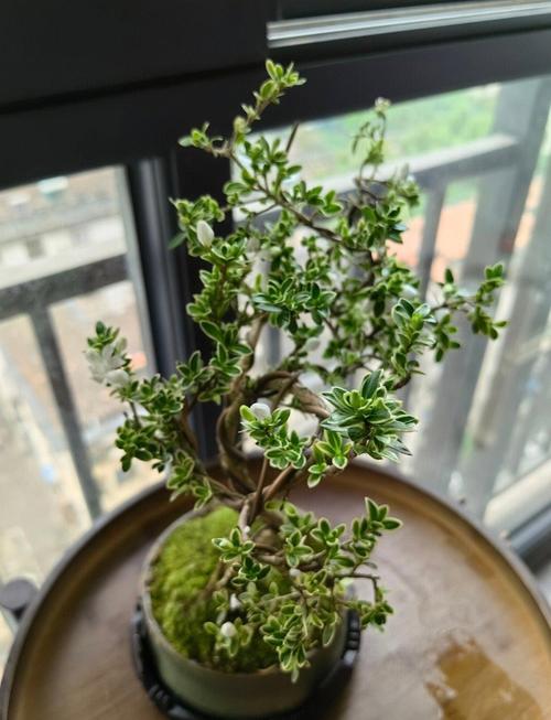 六月雪的养殖方法？六月雪的养殖方法的叶片枯萎？-第7张图片-优品飞百科