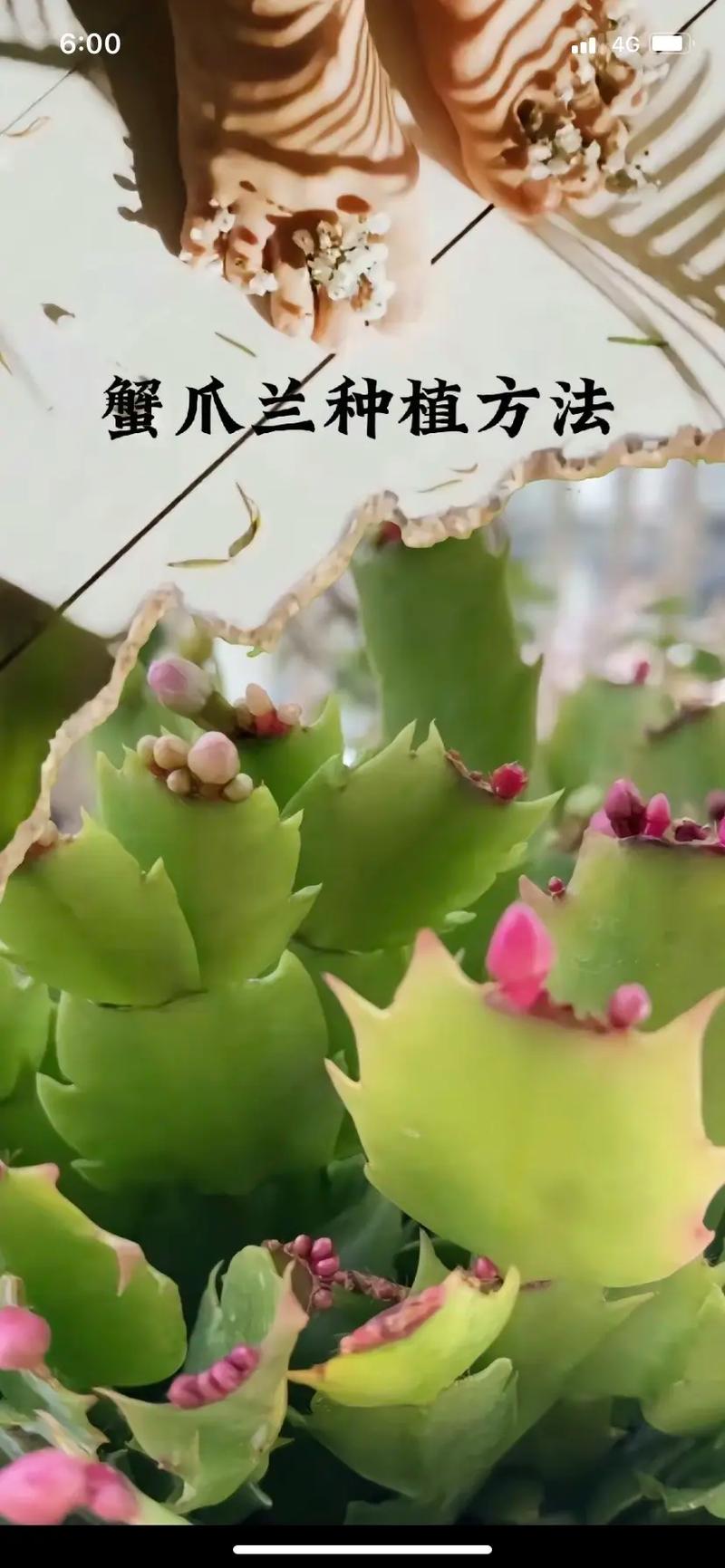 蟹爪兰移栽后能浇水吗，蟹爪兰移栽后怎管理？