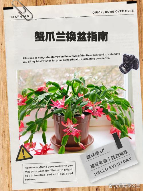 蟹爪兰移栽后能浇水吗，蟹爪兰移栽后怎管理？-第2张图片-优品飞百科