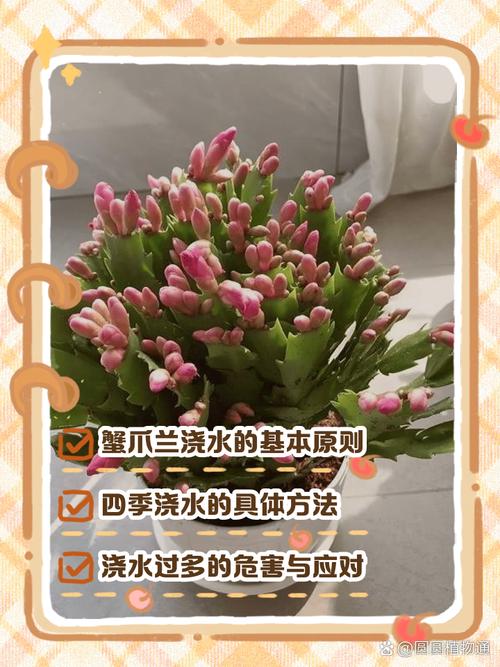 蟹爪兰移栽后能浇水吗，蟹爪兰移栽后怎管理？-第3张图片-优品飞百科