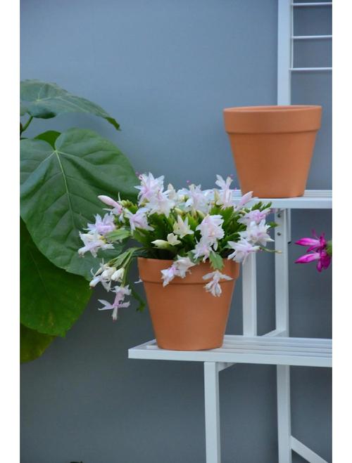 蟹爪兰移栽后能浇水吗，蟹爪兰移栽后怎管理？-第5张图片-优品飞百科