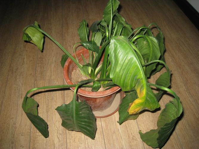 白鹤芋多久浇一次水，白鹤芋用水的养殖方法？