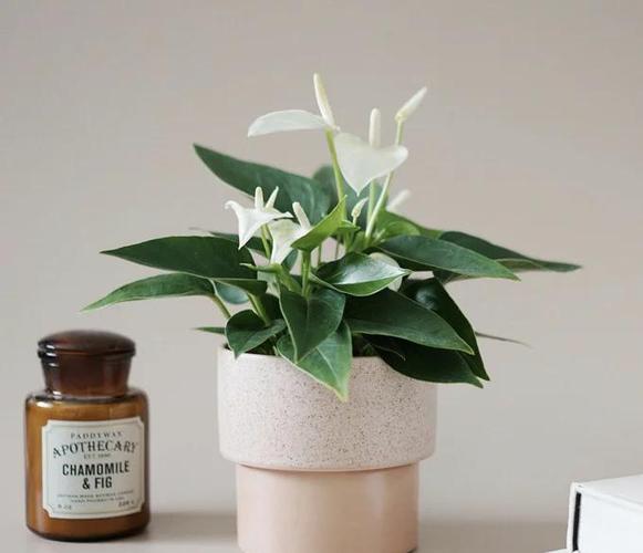 白鹤芋多久浇一次水，白鹤芋用水的养殖方法？-第4张图片-优品飞百科