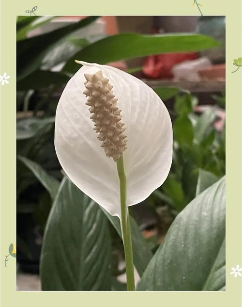 白鹤芋多久浇一次水，白鹤芋用水的养殖方法？-第3张图片-优品飞百科