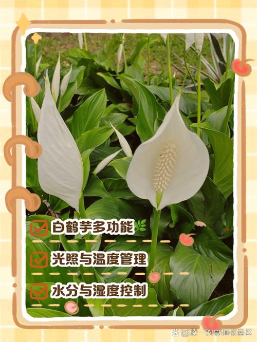 白鹤芋多久浇一次水，白鹤芋用水的养殖方法？-第5张图片-优品飞百科