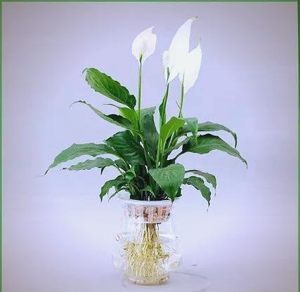 白鹤芋多久浇一次水，白鹤芋用水的养殖方法？-第7张图片-优品飞百科