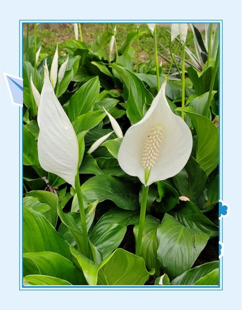 白鹤芋多久浇一次水，白鹤芋用水的养殖方法？-第8张图片-优品飞百科