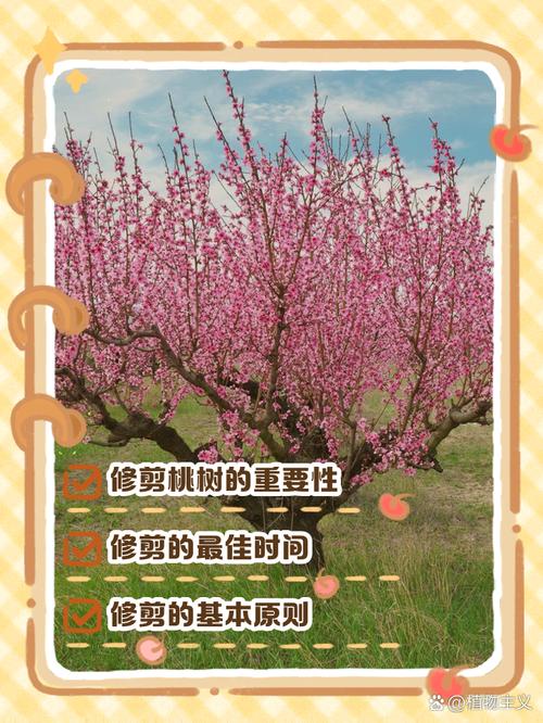 桃花修剪什么时间比较好，桃花几月修枝