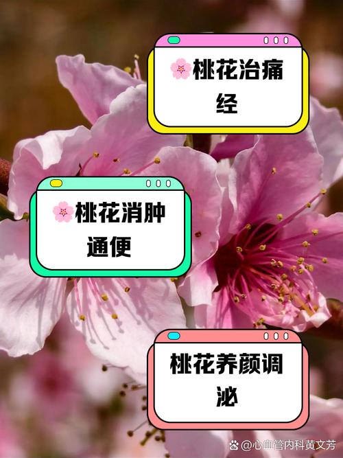 桃花修剪什么时间比较好，桃花几月修枝-第3张图片-优品飞百科