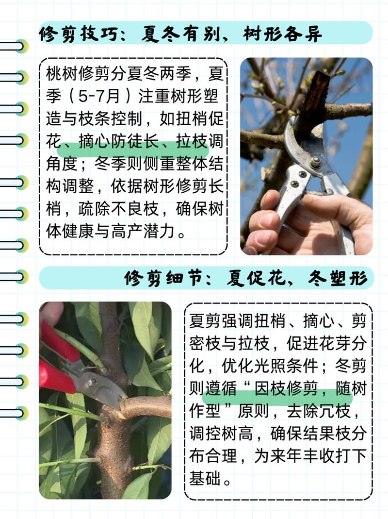 桃花修剪什么时间比较好，桃花几月修枝-第4张图片-优品飞百科