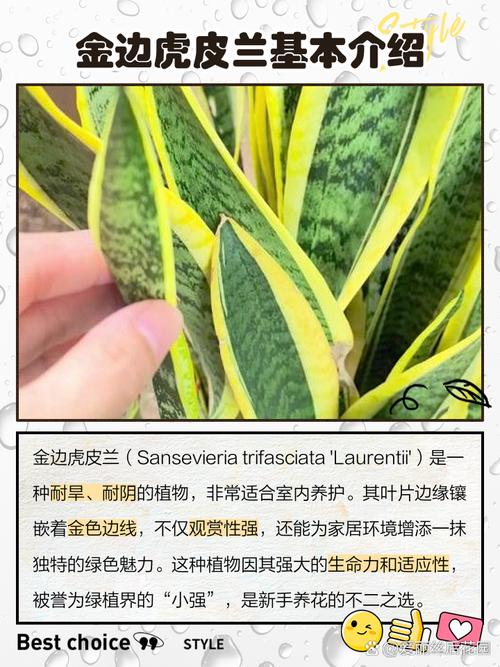 金边虎皮兰怎么养？金边虎皮兰怎么养护和浇水？