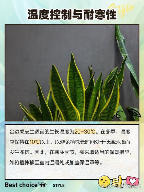 金边虎皮兰怎么养?金边虎皮兰怎么养护和浇水?-第2张图片-优品飞百科 金边虎皮兰怎么养?金边虎皮兰怎么养护和浇水?-第2张图片-优品飞百科