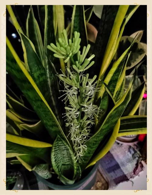 金边虎皮兰怎么养?金边虎皮兰怎么养护和浇水?-第3张图片-优品飞百科 金边虎皮兰怎么养?金边虎皮兰怎么养护和浇水?-第3张图片-优品飞百科