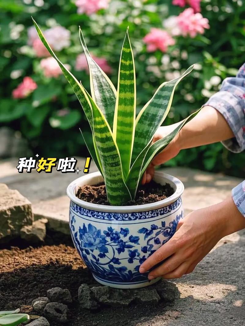 金边虎皮兰怎么养?金边虎皮兰怎么养护和浇水?-第4张图片-优品飞百科 金边虎皮兰怎么养?金边虎皮兰怎么养护和浇水?-第4张图片-优品飞百科