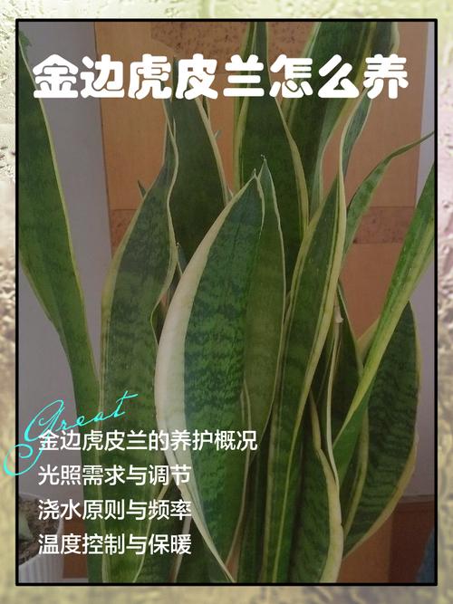 金边虎皮兰怎么养?金边虎皮兰怎么养护和浇水?-第5张图片-优品飞百科 金边虎皮兰怎么养?金边虎皮兰怎么养护和浇水?-第5张图片-优品飞百科