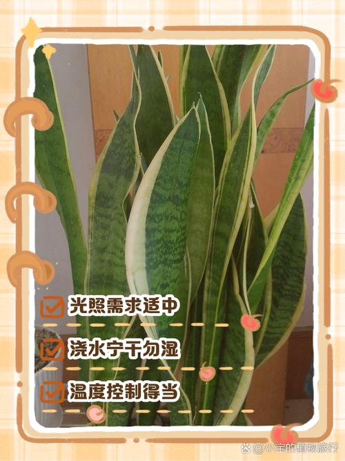 金边虎皮兰怎么养?金边虎皮兰怎么养护和浇水?-第6张图片-优品飞百科 金边虎皮兰怎么养?金边虎皮兰怎么养护和浇水?-第6张图片-优品飞百科