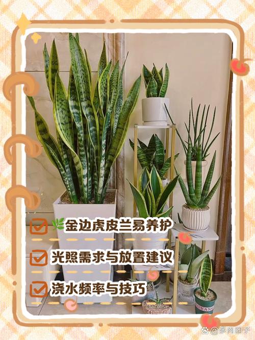 金边虎皮兰怎么养?金边虎皮兰怎么养护和浇水?-第7张图片-优品飞百科 金边虎皮兰怎么养?金边虎皮兰怎么养护和浇水?-第7张图片-优品飞百科