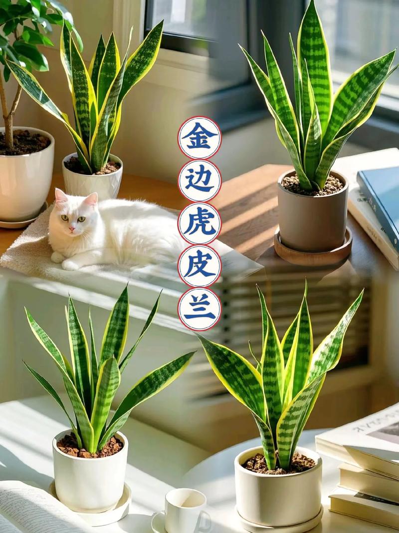 金边虎皮兰怎么养?金边虎皮兰怎么养护和浇水?-第8张图片-优品飞百科 金边虎皮兰怎么养?金边虎皮兰怎么养护和浇水?-第8张图片-优品飞百科