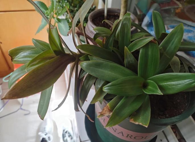 万年青怎么扦插，彩色万年青怎么扦插？