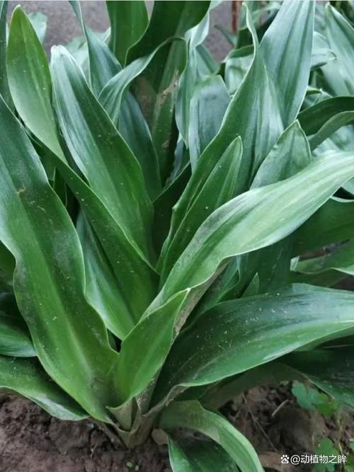 万年青怎么扦插，彩色万年青怎么扦插？-第2张图片-优品飞百科